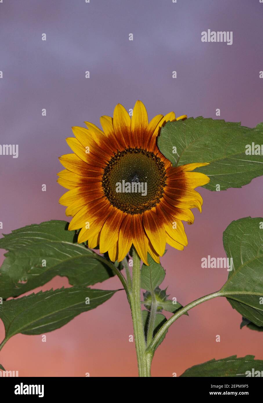 Girasole davanti al Red e al Violet Sunset Sky Foto Stock