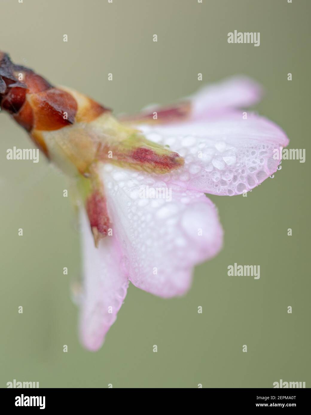 macro dettaglio di una rosa e mandorla bagnata fioritura visto dalla parte posteriore con profondità di campo molto bassa Foto Stock