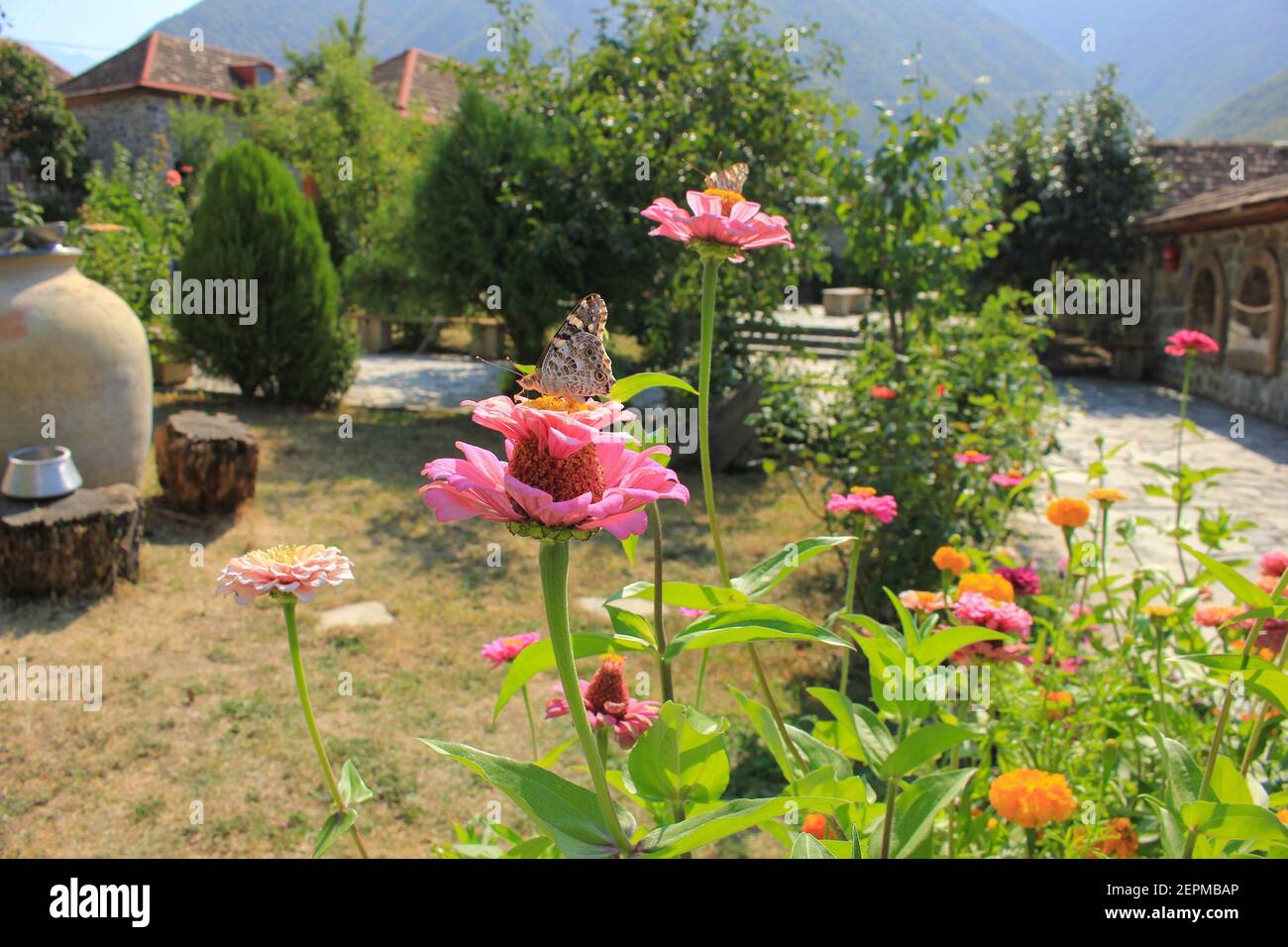 Città di Sheki. Nij villaggio. Azerbaigian. Una bella farfalla su un fiore nel cortile della chiesa. Foto Stock