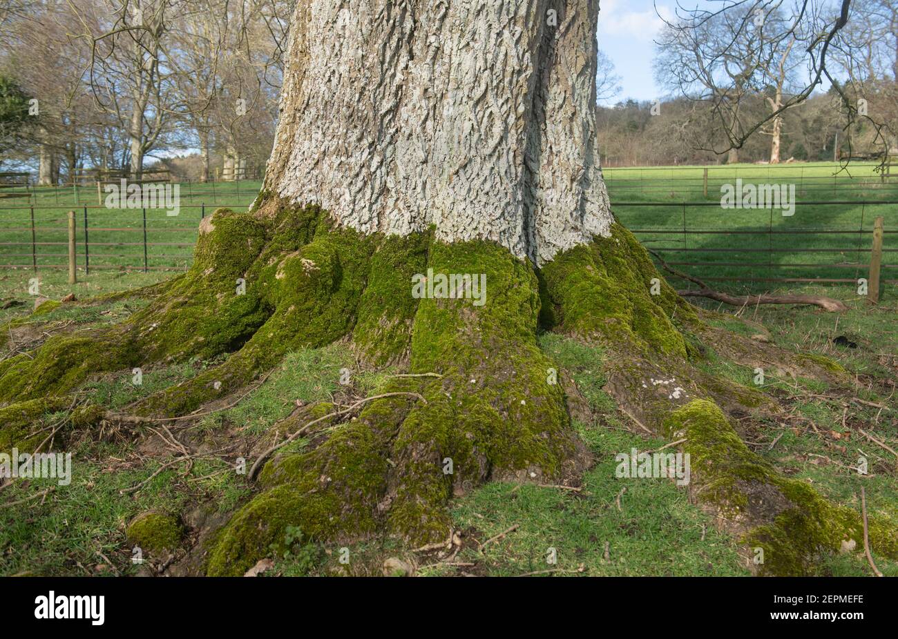 Muschio verde (Bryophyta) che cresce sulle radici e sul tronco di Un antico faggio (Fagus sylvatica) In un giorno invernale luminoso e soleggiato a Parkland in Devon Foto Stock