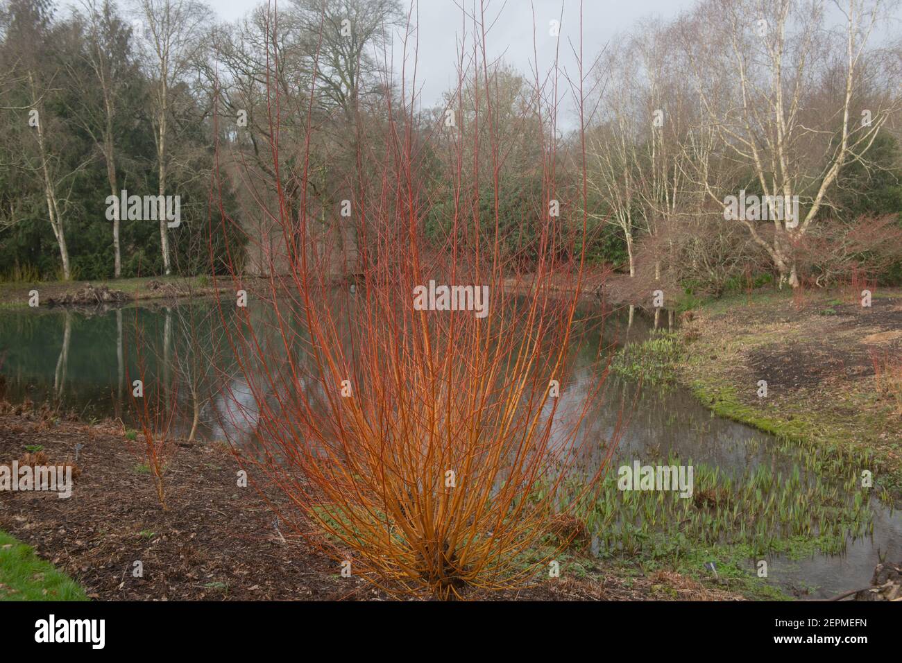 Arancio luminoso l'inverno nasce su un arbusto di Golden Willow (Salix alba var. Vitellina 'Yelverton') che cresce da un lago in un giardino nel Devon Rurale, Inghilterra, Regno Unito Foto Stock