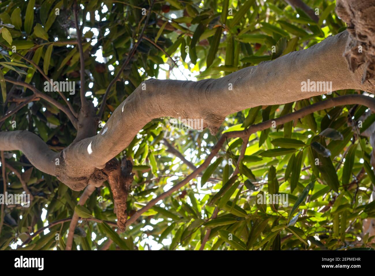 Velluto rami dell'albero di mela con la frutta in primo piano sparato dentro il giardino Foto Stock