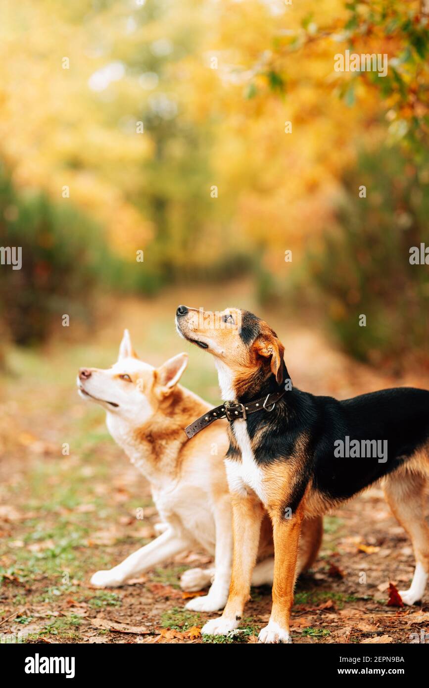 Adorabili cani mongrel domestici in piedi su un sentiero stretto coperto di foglie cadute nel parco autunnale e guardando via con interesse Foto Stock