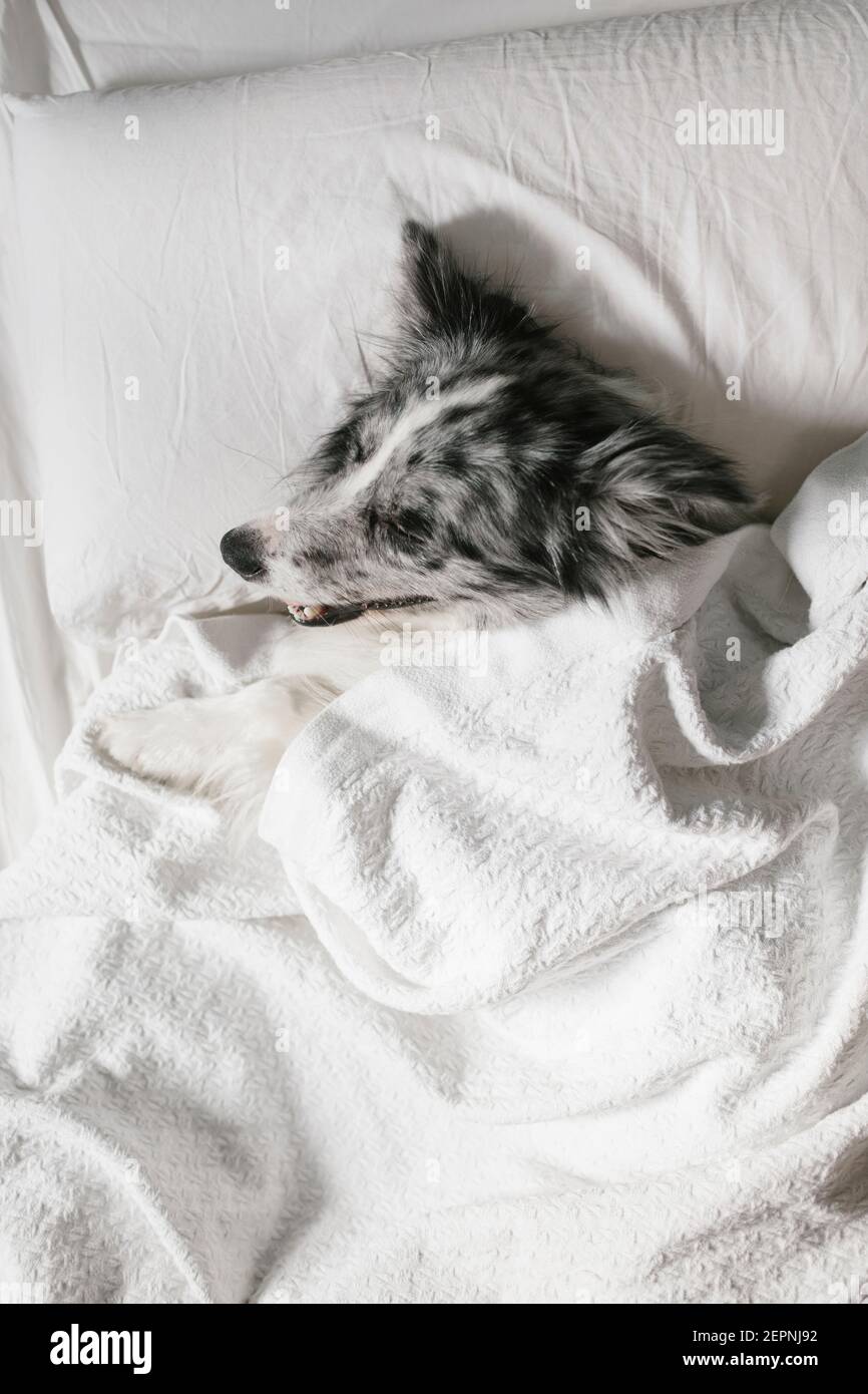 Da sopra di bordo peloso collie cane che giace sotto bianco piumone sul  letto con cuscino in camera da letto a casa Foto stock - Alamy