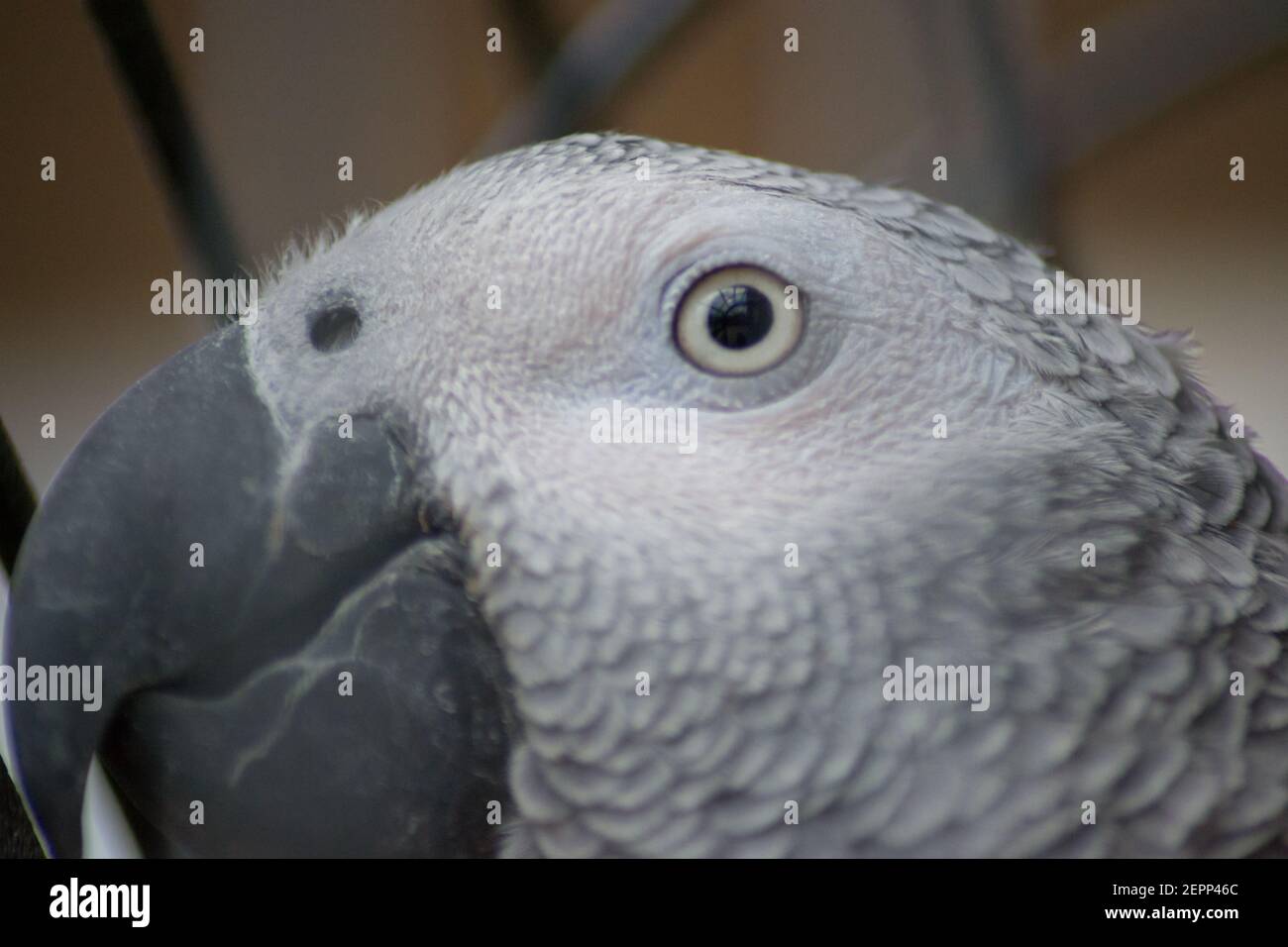 Animale selvatico in gabbia, testa e occhi pappagallo grigio africano da vicino, animali selvatici, animali domestici, pappagallo domestico Foto Stock