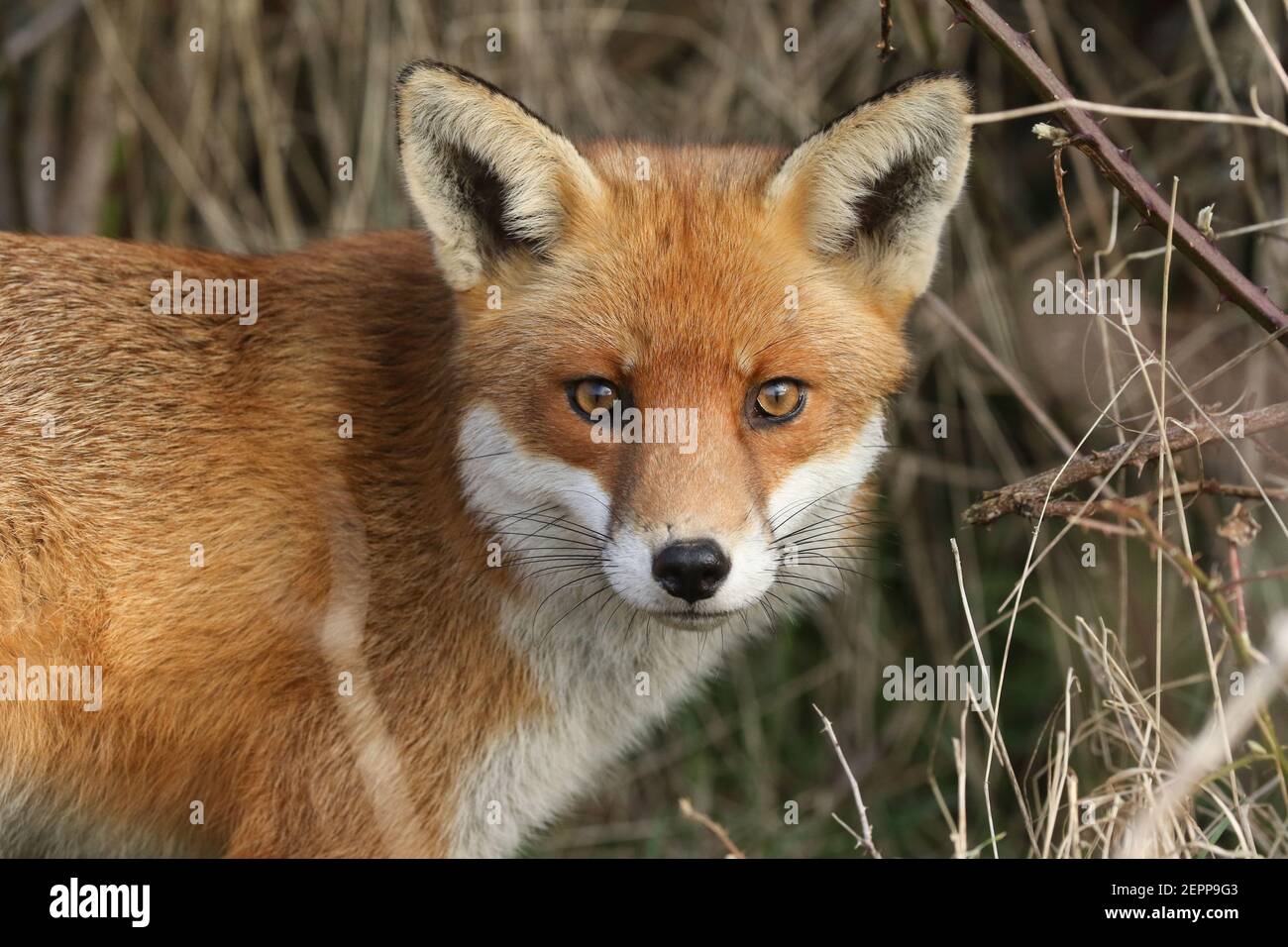 Un colpo di testa di una magnifica volpe rossa selvaggia, Vulpes vulpes, caccia in un campo . Foto Stock
