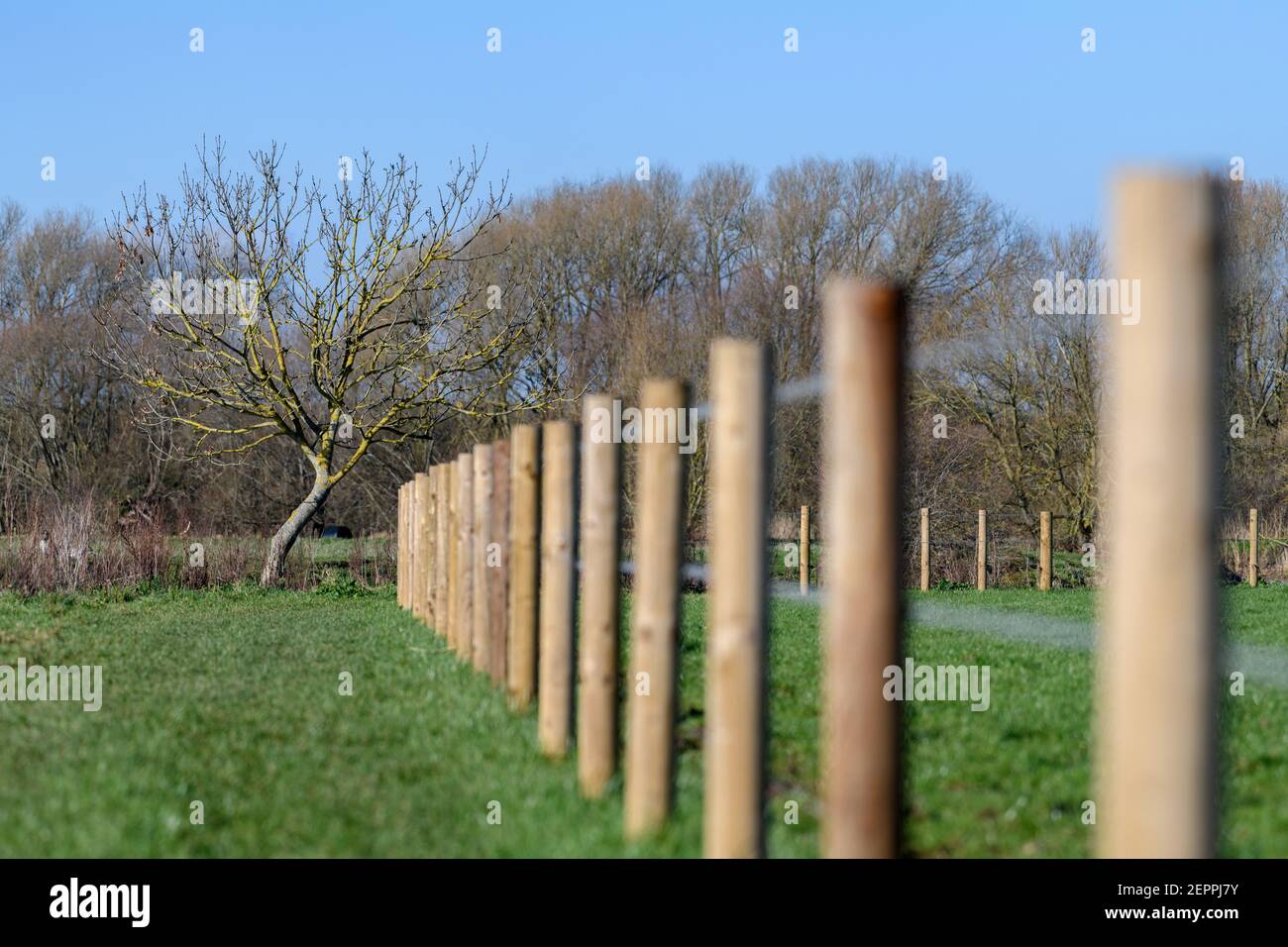 Recinzione di filo spinato e un albero singolo Foto Stock