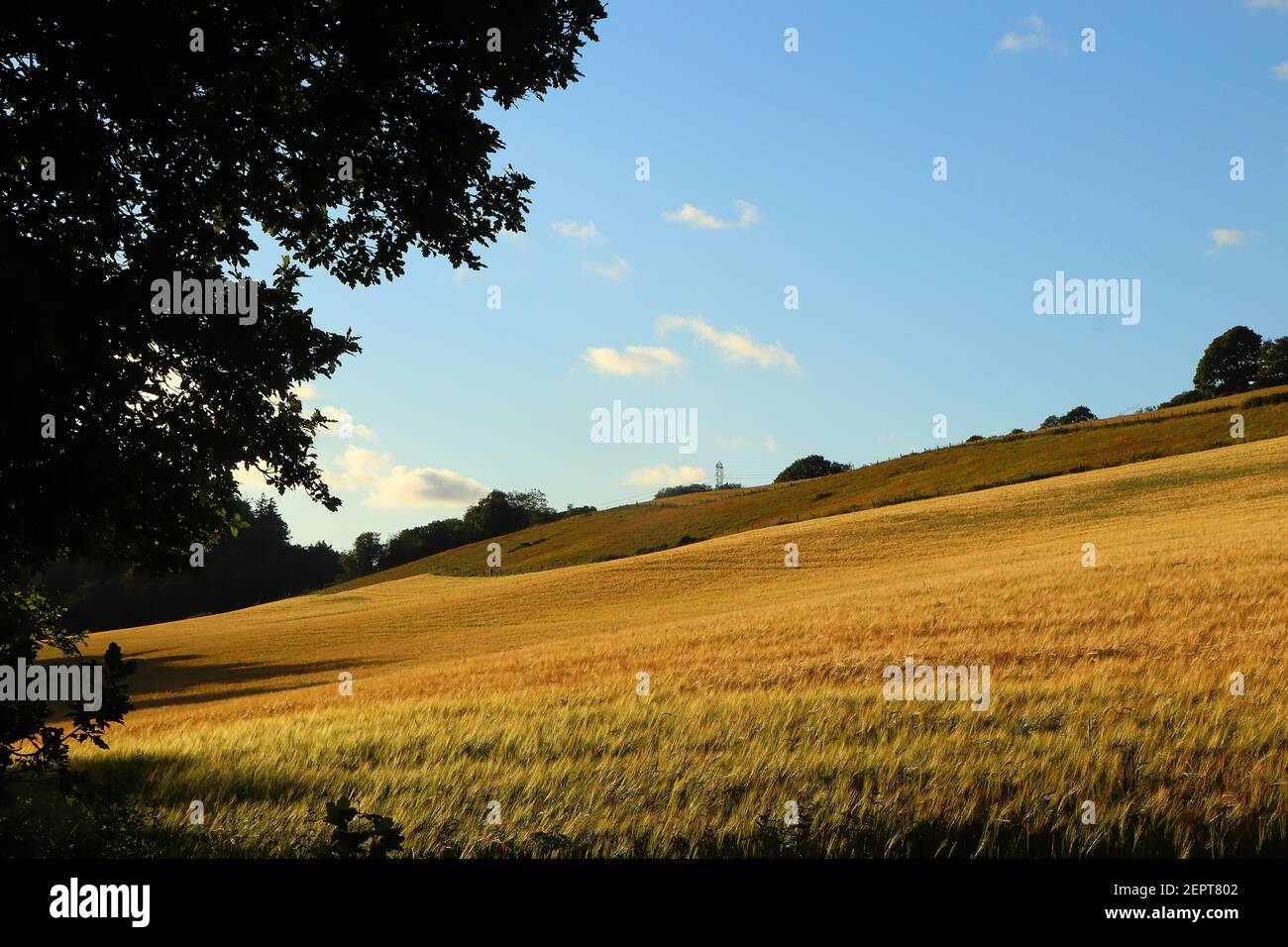 Campi di mais all'interno del Restormel Manor Grounds Foto Stock