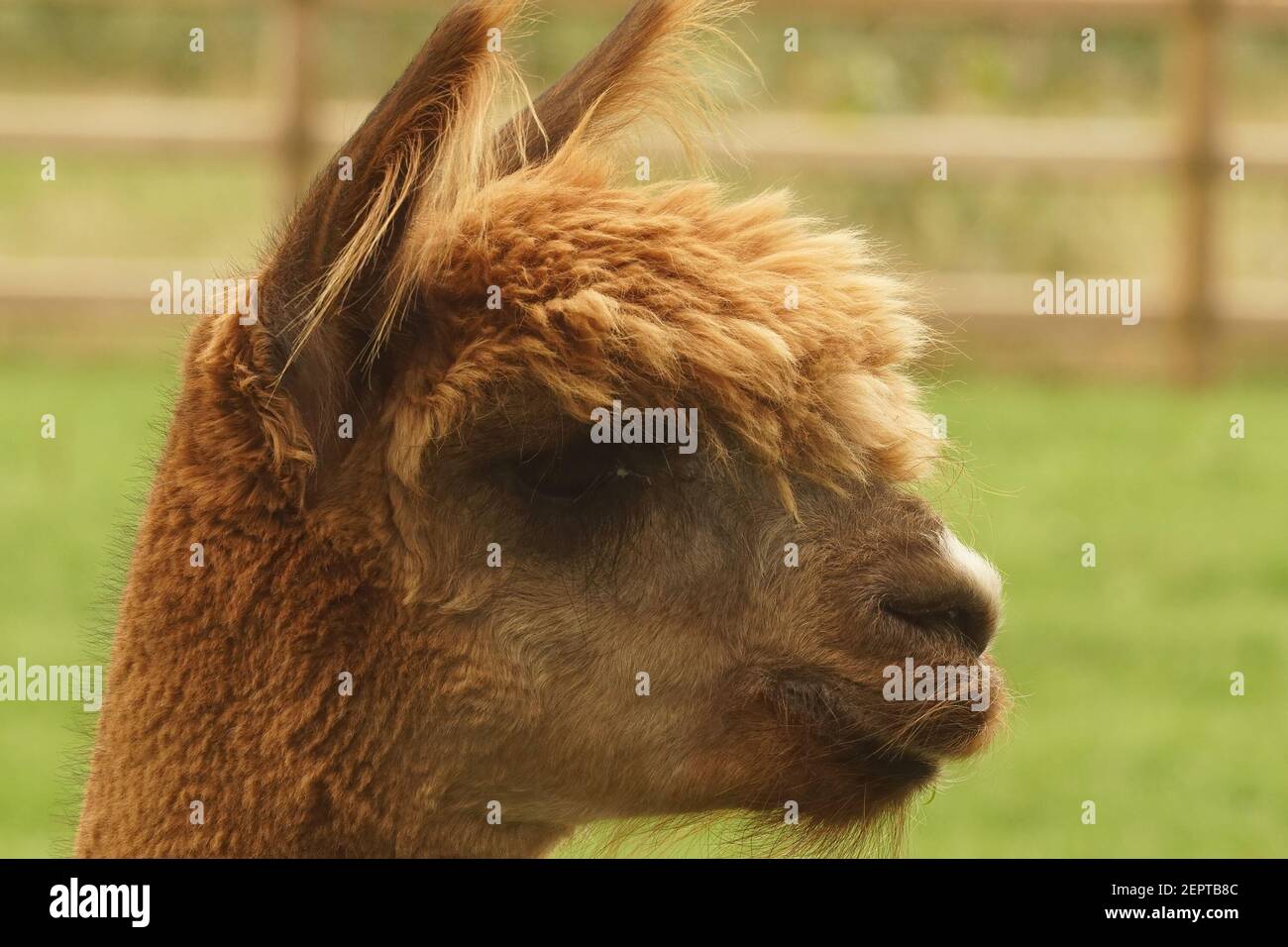 Primo piano frontale del viso del delicato aspetto marrone Alpaca , Vicugna pacos Foto Stock
