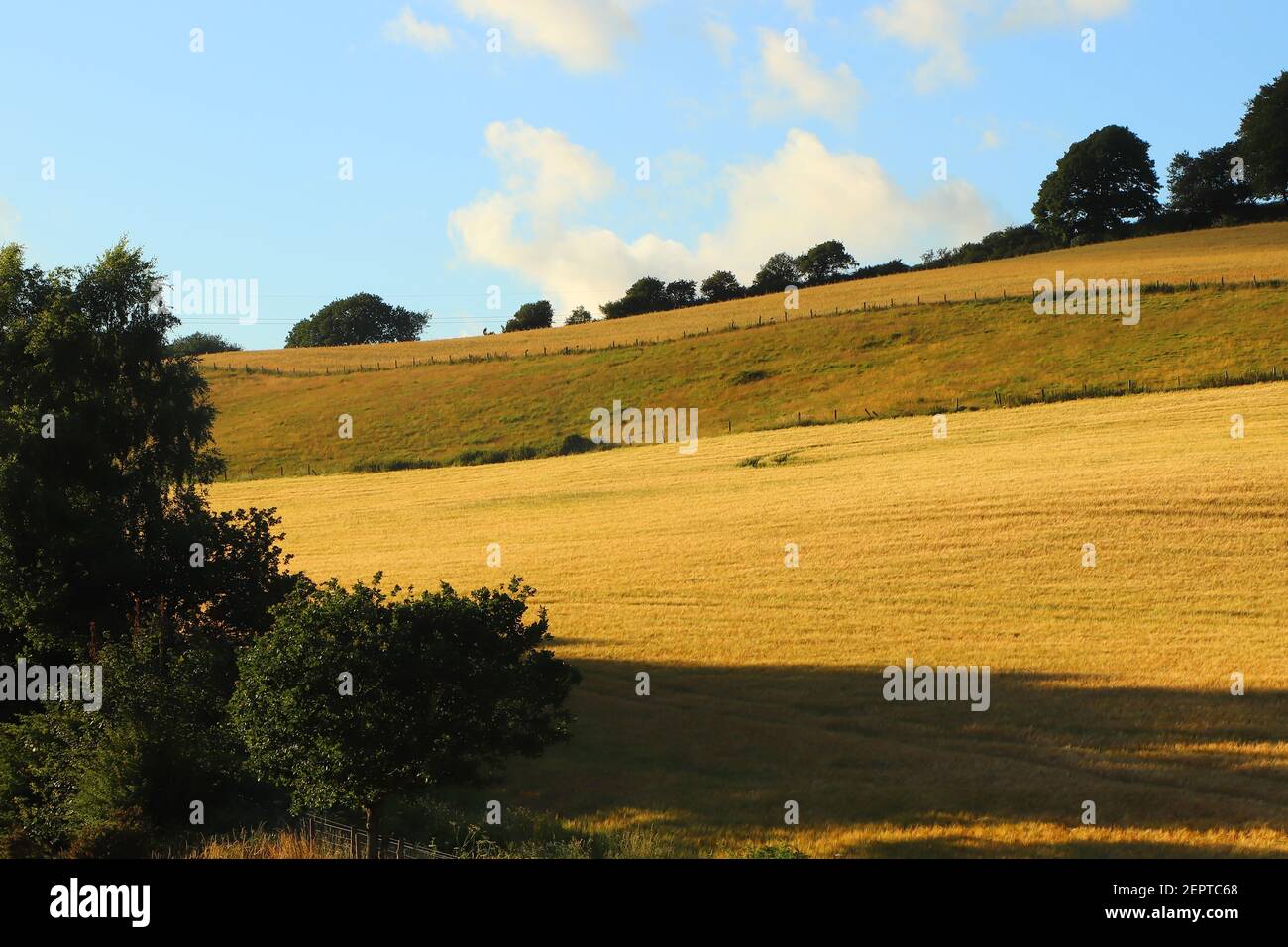 Campi di mais all'interno del Restormel Manor Grounds Foto Stock