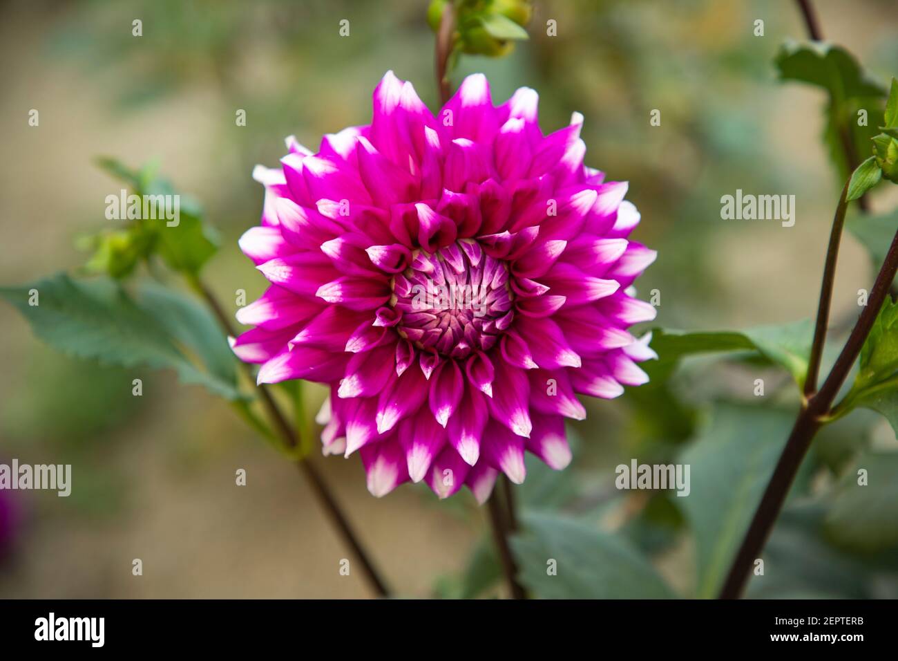 Modello di layout del rapporto annuale. Questo modello di rapporto annuale è perfetto per la pubblicazione di rapporti annuali professionali. Per uso multiuso Foto Stock