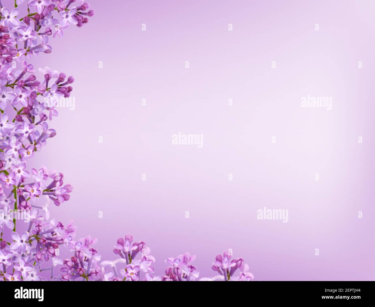 Sfondo floreale viola sfocato di lilla in fiore Foto Stock