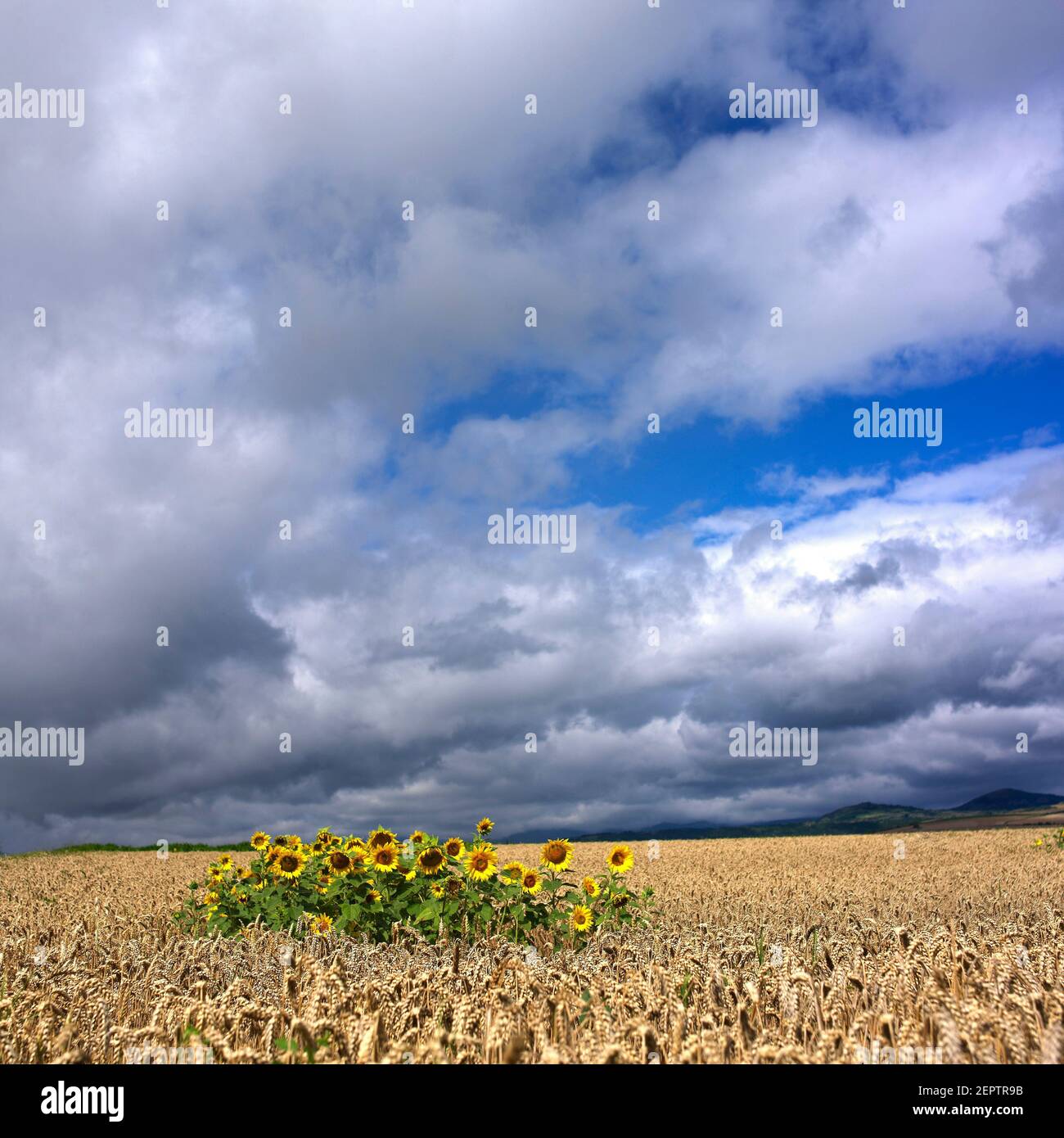 I girasoli fioriscono in un campo dorato sotto un cielo spettacolare, mostrando i colori vibranti della natura in tarda estate, Puy de Dome , Auvergne , Francia Foto Stock