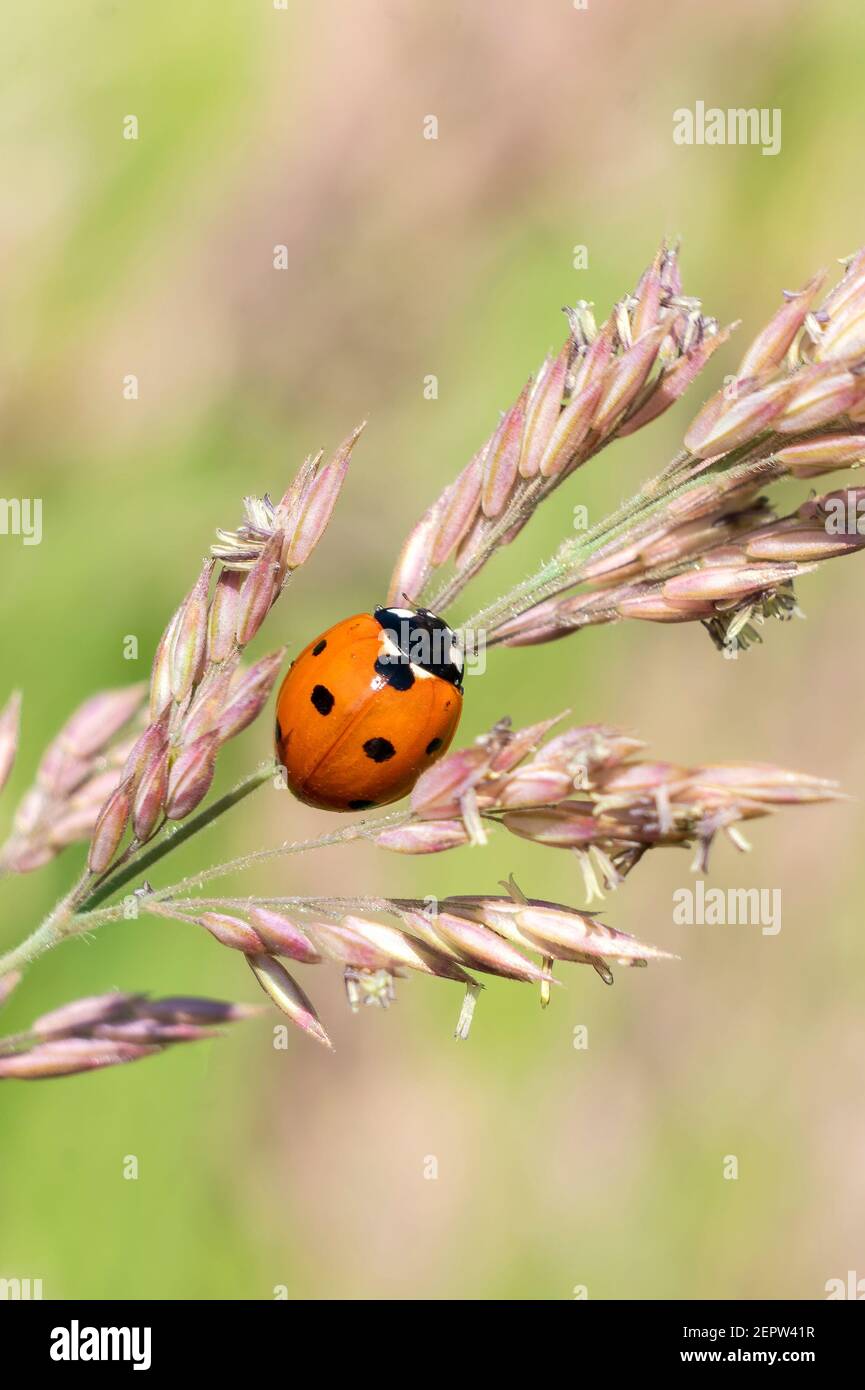 Ladybug, (coccinella septempunctata) un insetto di scarabeo rosso con sette macchie poggiate su uno stelo di pianta di semi d'erba in estate e comunemente noto come un ladybir Foto Stock