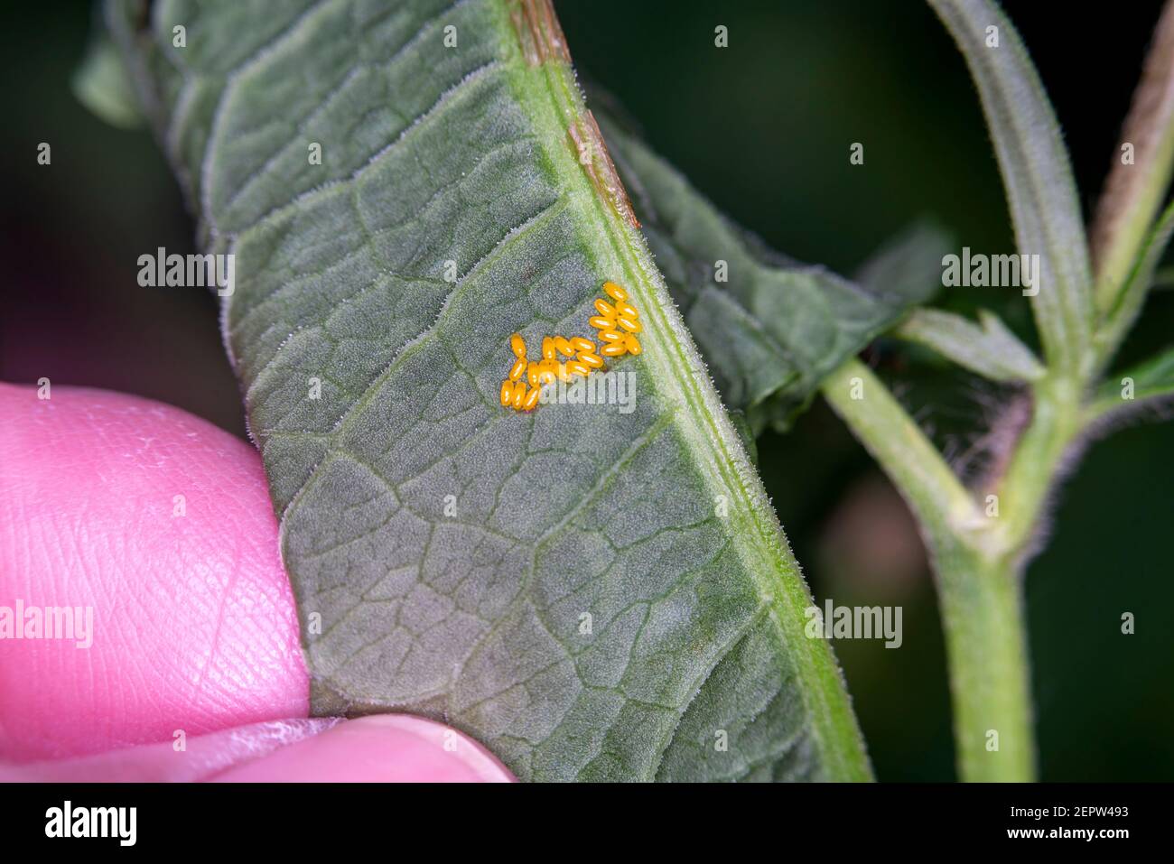 Uova di insetto gialle su una foglia di pianta in primavera visto in macro primo piano, immagine foto stock Foto Stock