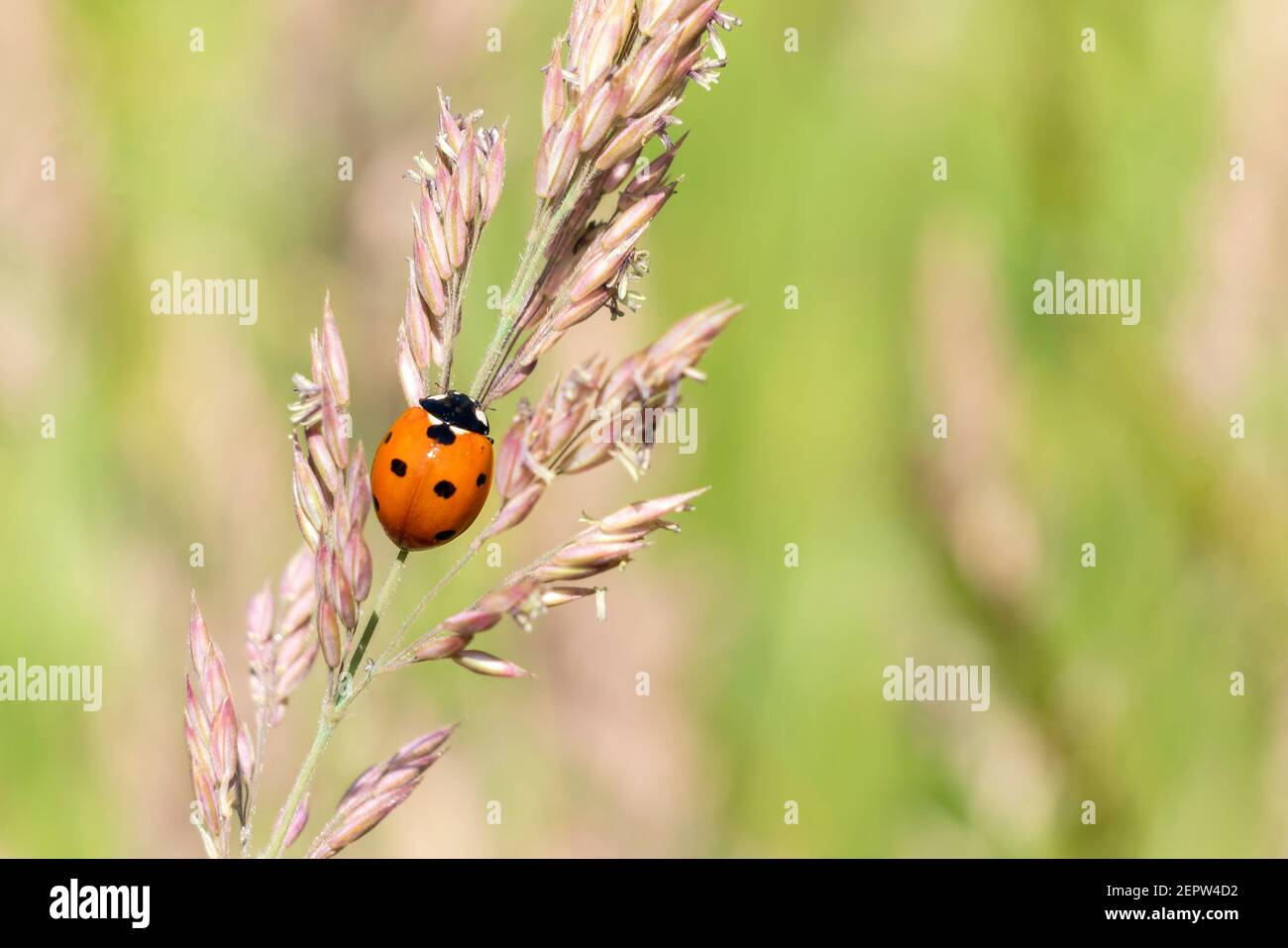 Ladybug, (coccinella septempunctata) un insetto di scarabeo rosso con sette macchie poggiate su uno stelo di pianta di semi d'erba in estate e comunemente noto come un ladybir Foto Stock