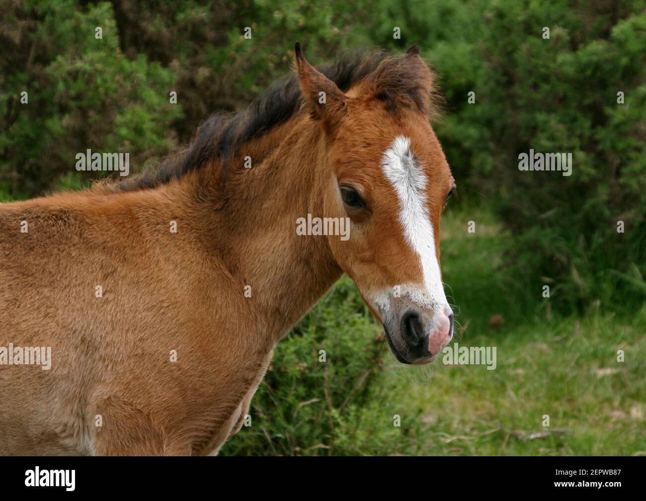 Pony puledro, New Forest, Hampshire, Inghilterra Foto Stock