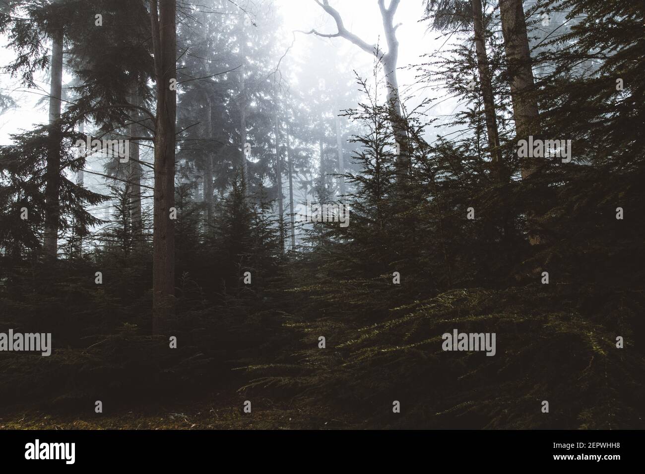 Nebbia di mattina presto che viene attraverso gli alberi nella foresta Foto Stock