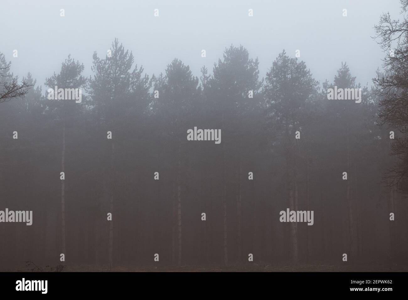 Nebbia di mattina presto che viene attraverso gli alberi nella foresta Foto Stock