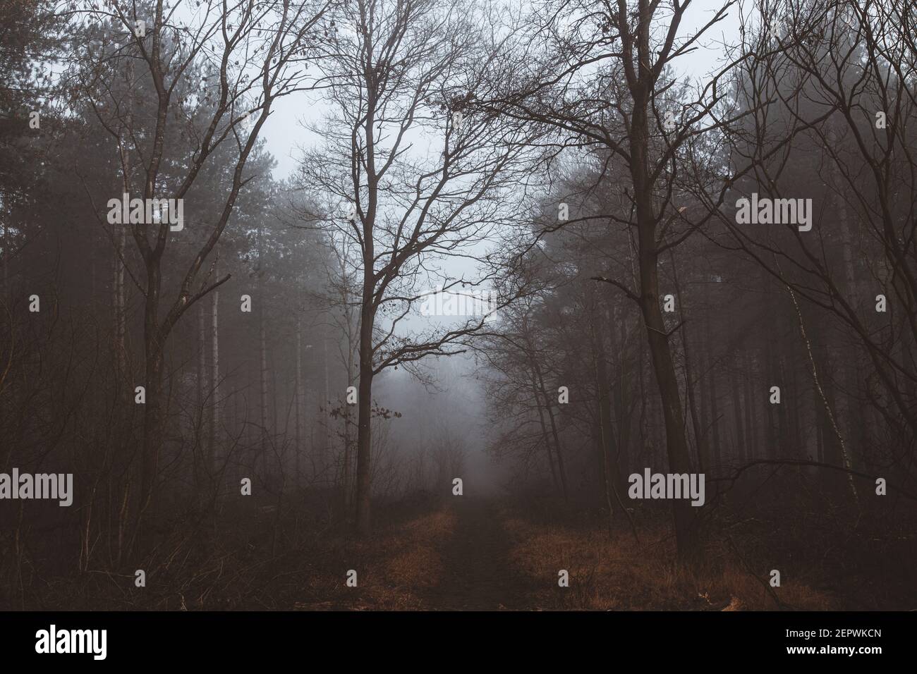 Nebbia di mattina presto che viene attraverso gli alberi nella foresta Foto Stock