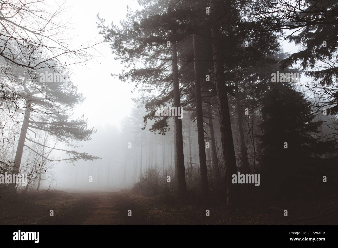 Nebbia di mattina presto che viene attraverso gli alberi nella foresta Foto Stock