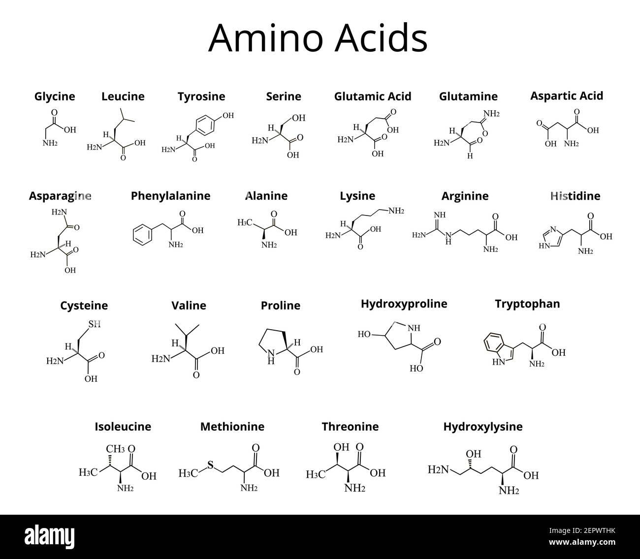 Aminoacidi. Formula molecolare chimica degli amminoacidi. Illustrazione vettoriale su sfondo isolato Illustrazione Vettoriale