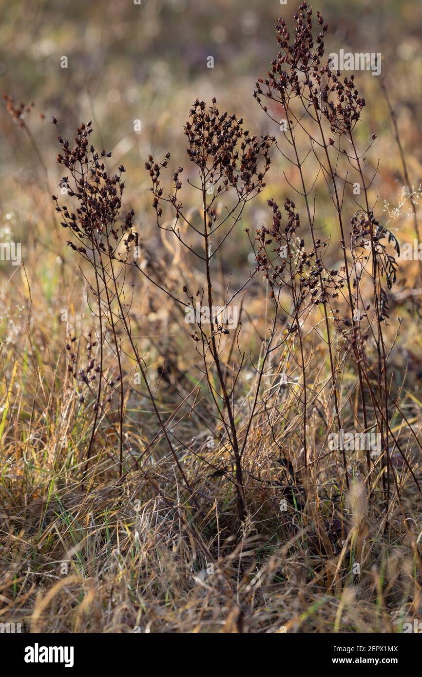 Johanniskraut, trockene Stängel im Herbst, abgetrocknete Pflanze, Tüpfel-Johanniskraut, Echtes Johanniskraut, Durchlöchertes Johanniskraut, Tüpfeljoha Foto Stock