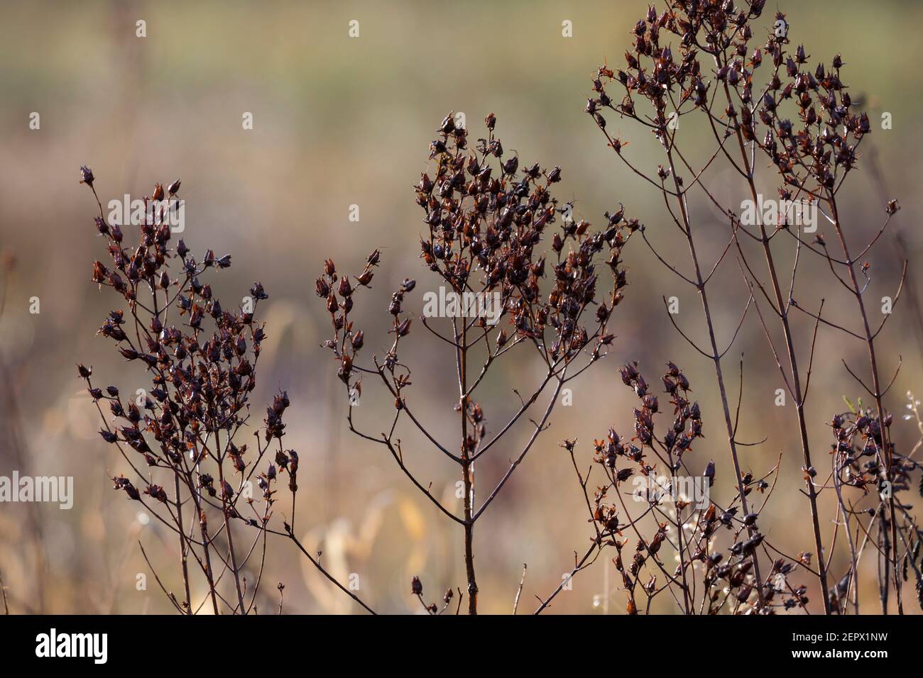 Johanniskraut, trockene Stängel im Herbst, abgetrocknete Pflanze, Tüpfel-Johanniskraut, Echtes Johanniskraut, Durchlöchertes Johanniskraut, Tüpfeljoha Foto Stock