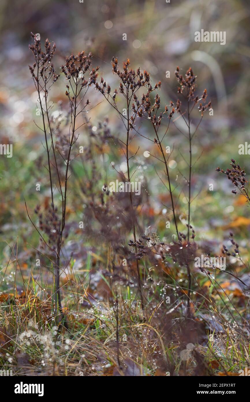 Johanniskraut, trockene Stängel im Herbst, abgetrocknete Pflanze, Tüpfel-Johanniskraut, Echtes Johanniskraut, Durchlöchertes Johanniskraut, Tüpfeljoha Foto Stock