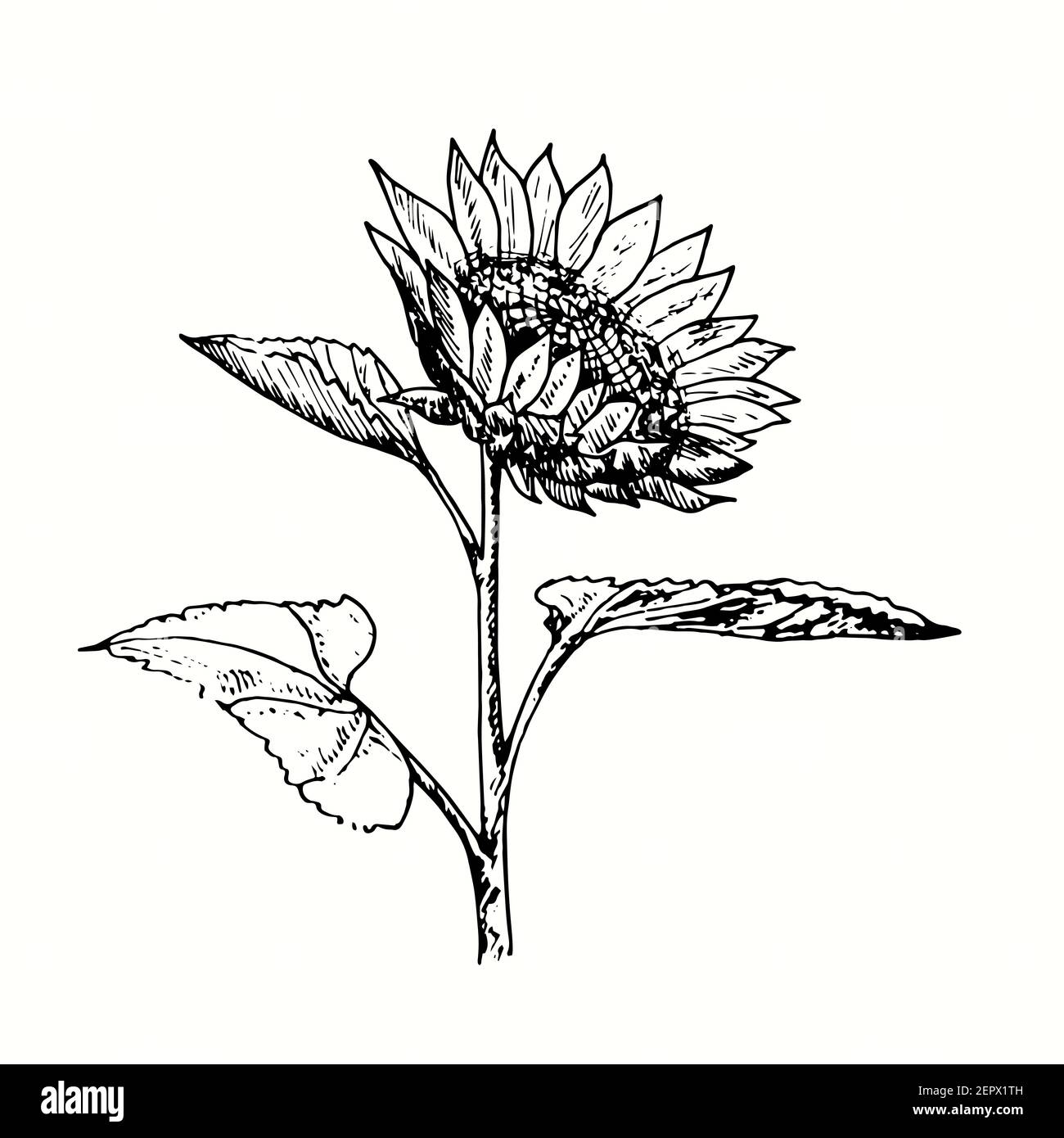 Girasole disegnata a mano sul gambo con foglie. Disegno in bianco e nero con inchiostro. Foto Stock