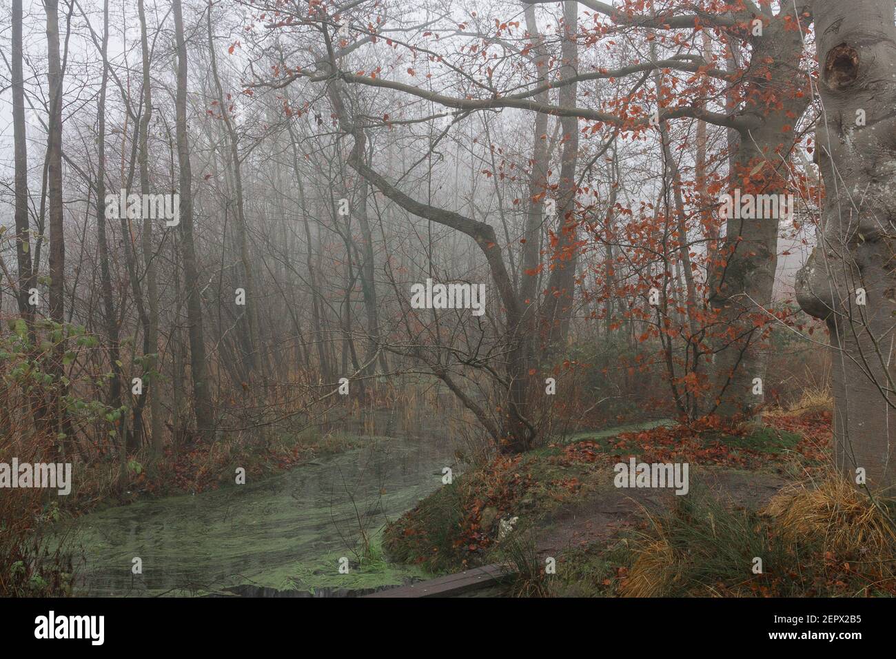 Faggete a forma di faccia che si affaccia su un laghetto fermo su una mattina d'autunno nebbiosa. Foto Stock
