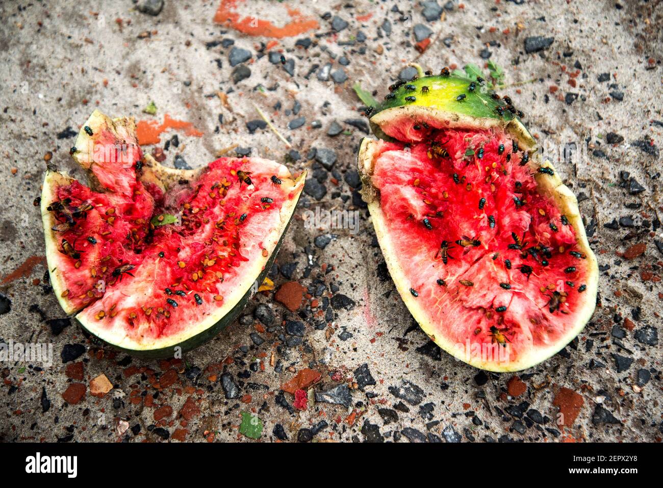 Tutti i lavoratori coinvolgono qui con l'acqua melone e l'alligatore peart coltivazione business in Bangladesh. Foto Stock