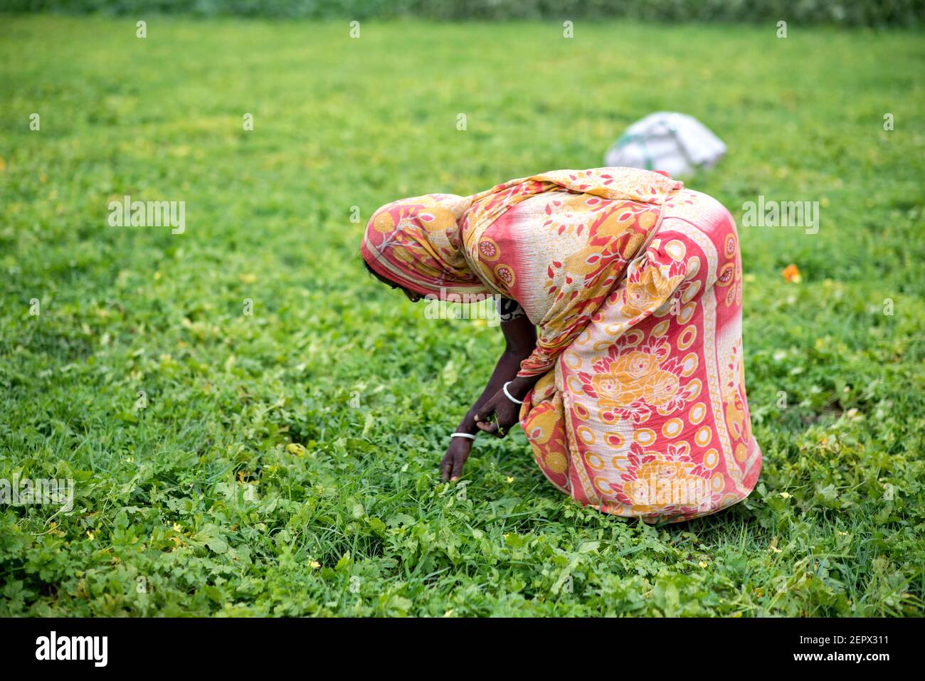 Tutti i lavoratori sono coinvolti qui con il melone amaro e l'attività di coltivazione di peart di alligatore in Bangladesh. Foto Stock