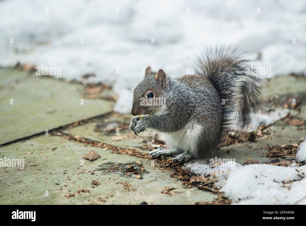 Scoiattoli grigi mangiare cibo di uccello da un tavolo da giardino, scoiattoli carini, primo piano Foto Stock