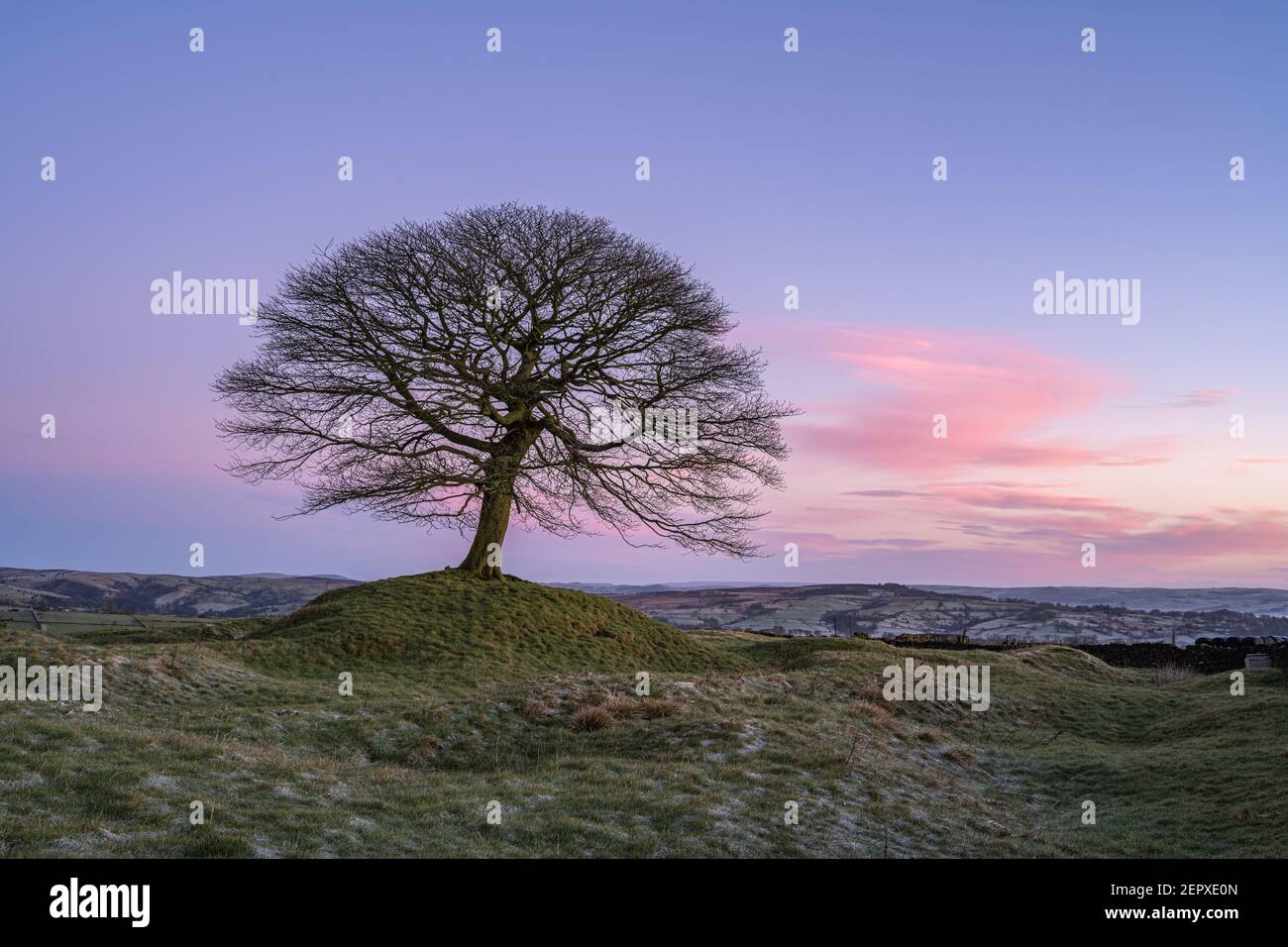 Lone Tree all'alba su Grindon Moor, Staffordshire, White Peak, Peak District National Park, Regno Unito. Foto Stock