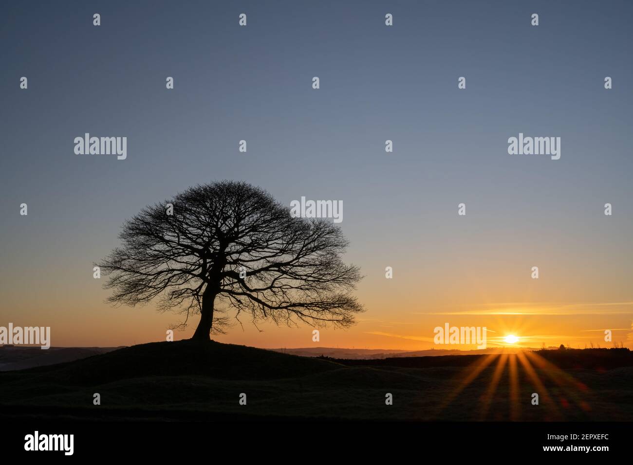 Lone Tree all'alba su Grindon Moor, Staffordshire, White Peak, Peak District National Park, Regno Unito. Foto Stock