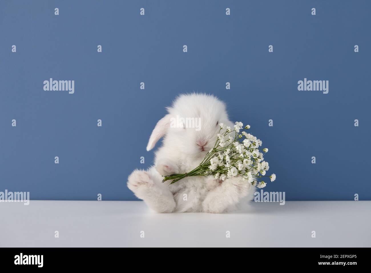 Coniglio con bouquet di fiori bianchi su sfondo blu. Concetto di Pasqua di primavera. Foto Stock