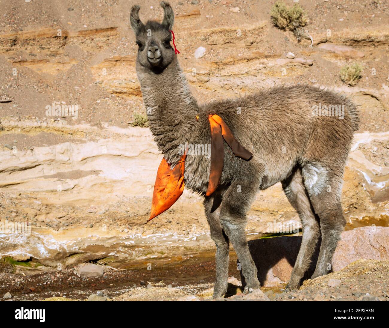 Lama giovane (Bolivia) Foto Stock