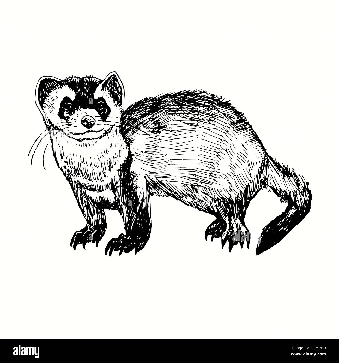 Furetta disegnata a mano (Mustela putorius furo, polecat europeo). Illustrazione del disegno in bianco e nero con inchiostro Foto Stock