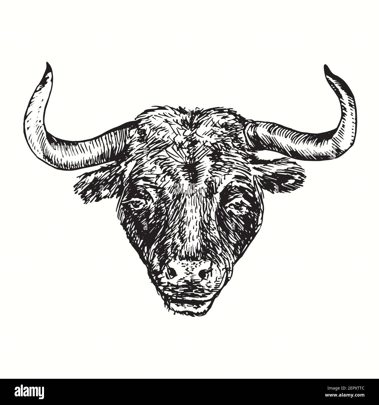 Ritratto di toro nero disegnato a mano. Disegno in bianco e nero con inchiostro. Foto Stock Ritratto di toro nero disegnato a mano. Disegno in bianco e nero con inchiostro. Foto Stock