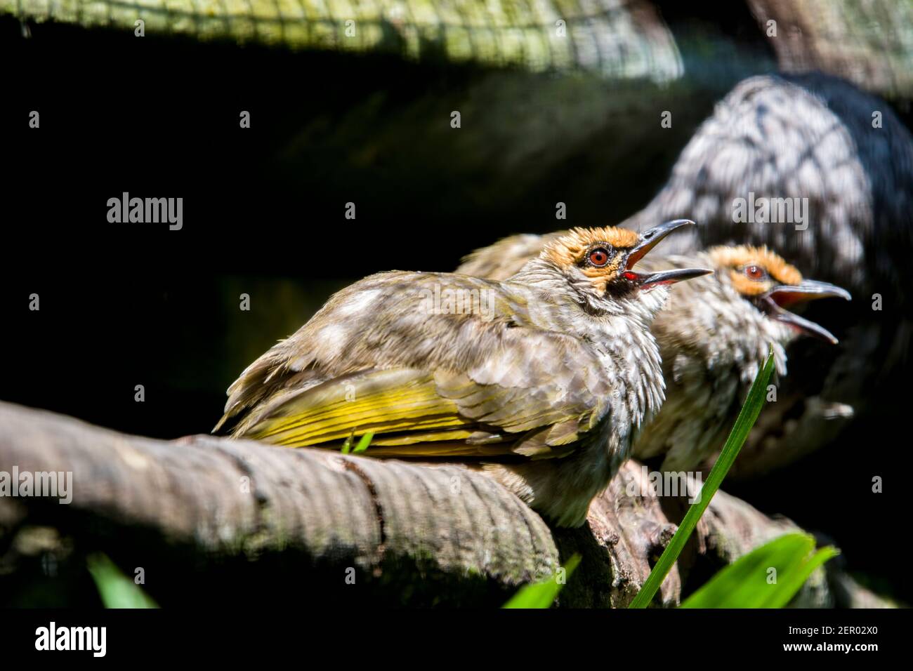 Il bulbul a testa di paglia (Pycnonotus zeylanicus) è una specie di uccello songifero della famiglia dei bulbul, Pycnonotidae. Foto Stock