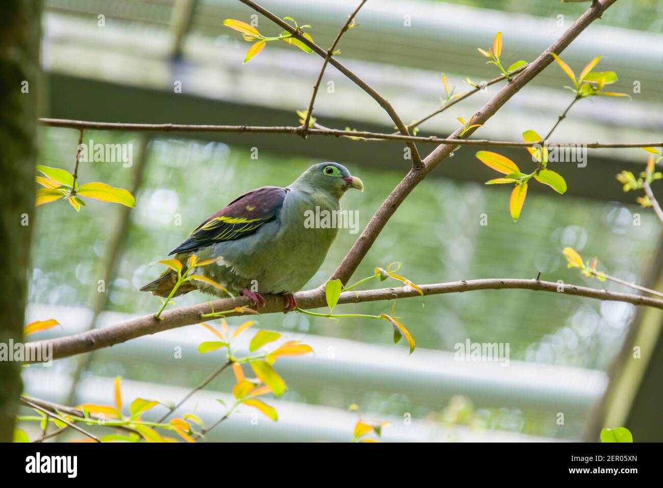 Il piccione verde (Treron curvirostra) è un uccello della famiglia dei Columbidae. Una spessa bolletta verdolina con base rossa Foto Stock