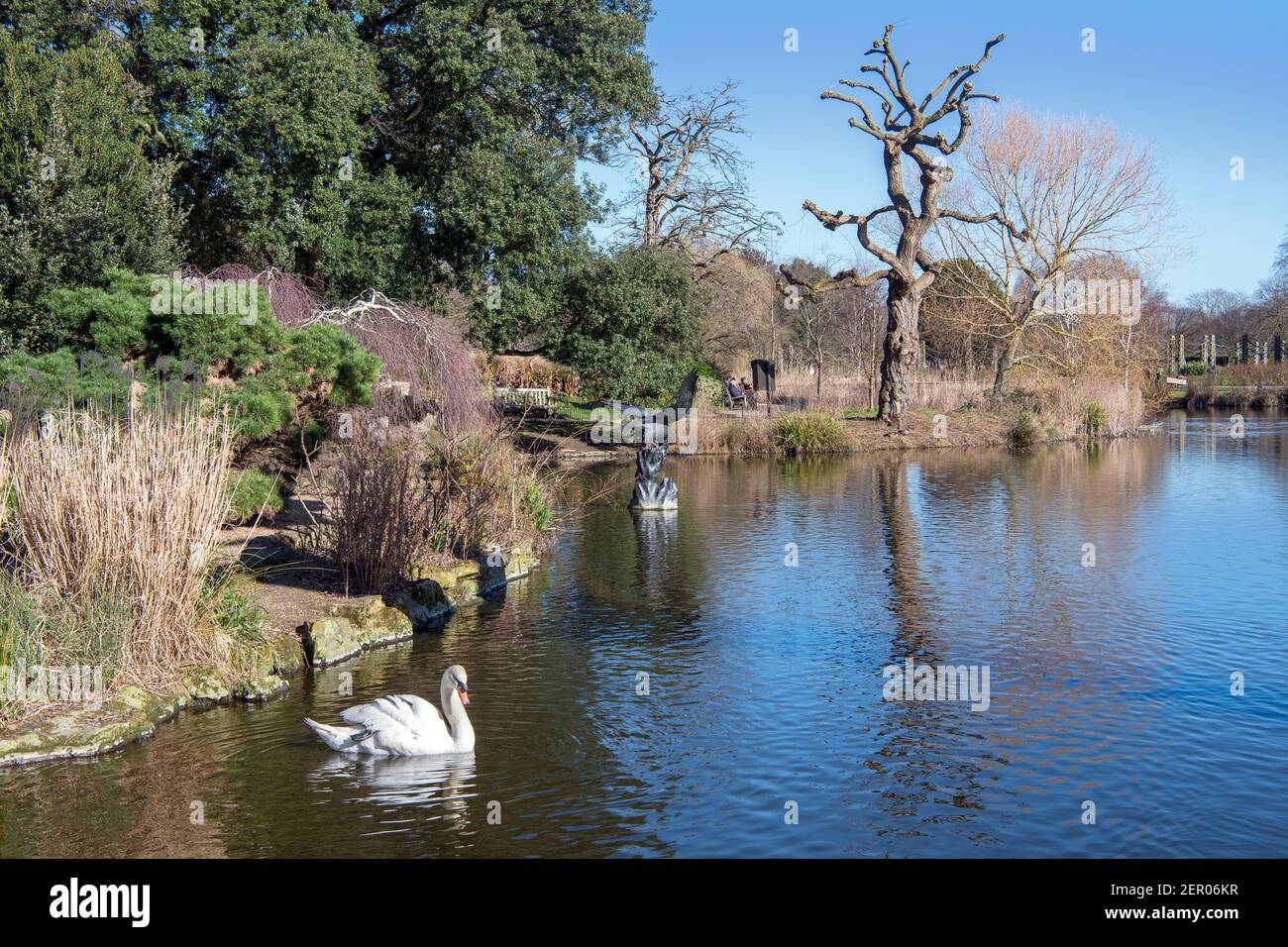 Piccolo lago con cigno Queen Mary's Gardens Regents Park Londra Inghilterra Foto Stock
