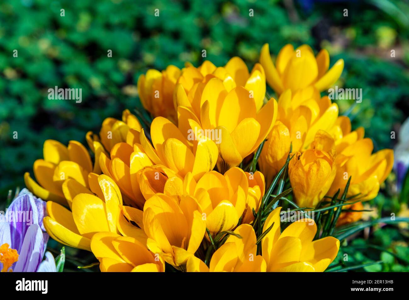 Crocuschi gialli (Crocus flavus) che fioriscono in primavera nel cortile della chiesa di St Anne's Limehouse, Londra Est, Regno Unito Foto Stock