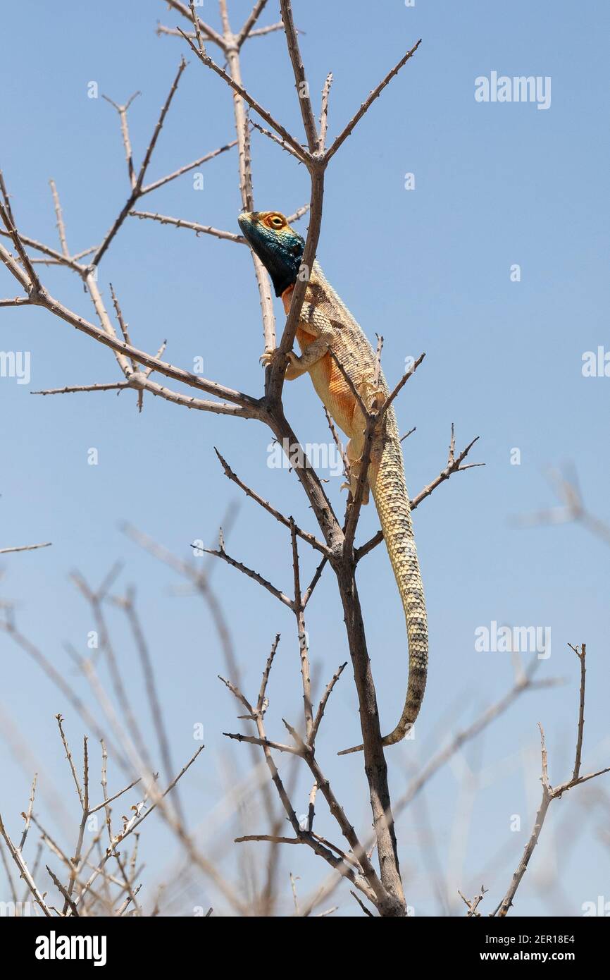 Terra blu-testa AGAMA maschio ( AGAMA agama aculeata) Kgalagadi Tranfrontiera Park, Kalahari, Capo del Nord, Sud Africa si abbronzano su un cespuglio Foto Stock