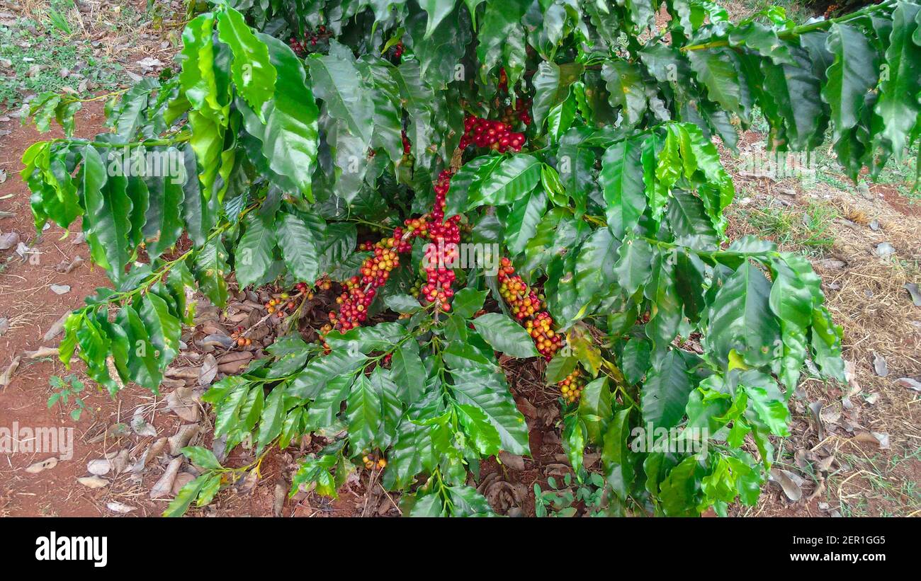 Piantagione di frutta di caffè fattoria - raccogliere i chicchi di caffè Foto Stock