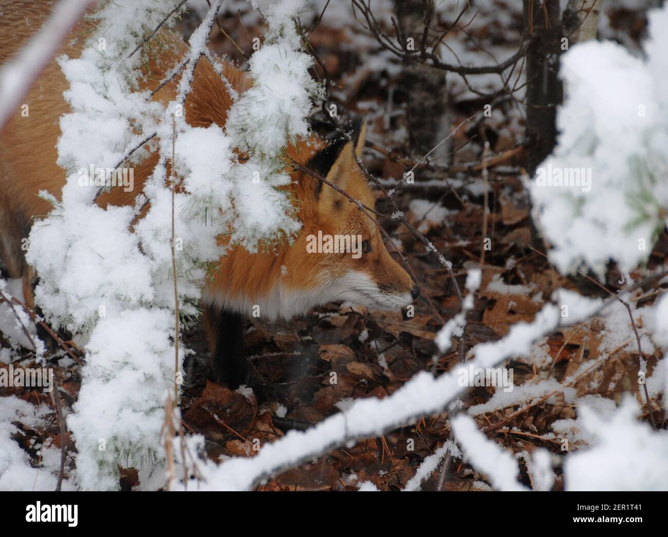 Vista laterale del profilo della testa della volpe rossa durante la stagione invernale godendo del suo ambiente e habitat. Immagine FOX. Immagine. Verticale. FOX foto. Foto Stock
