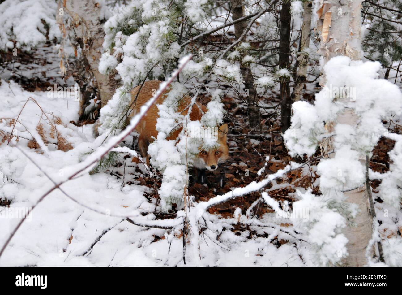 Foto d'archivio di Red Fox. Immagine FOX. Immagine. Verticale. Fox guardando attraverso alberi coperti di neve nella stagione invernale nel suo habitat e ambiente. Foto Stock