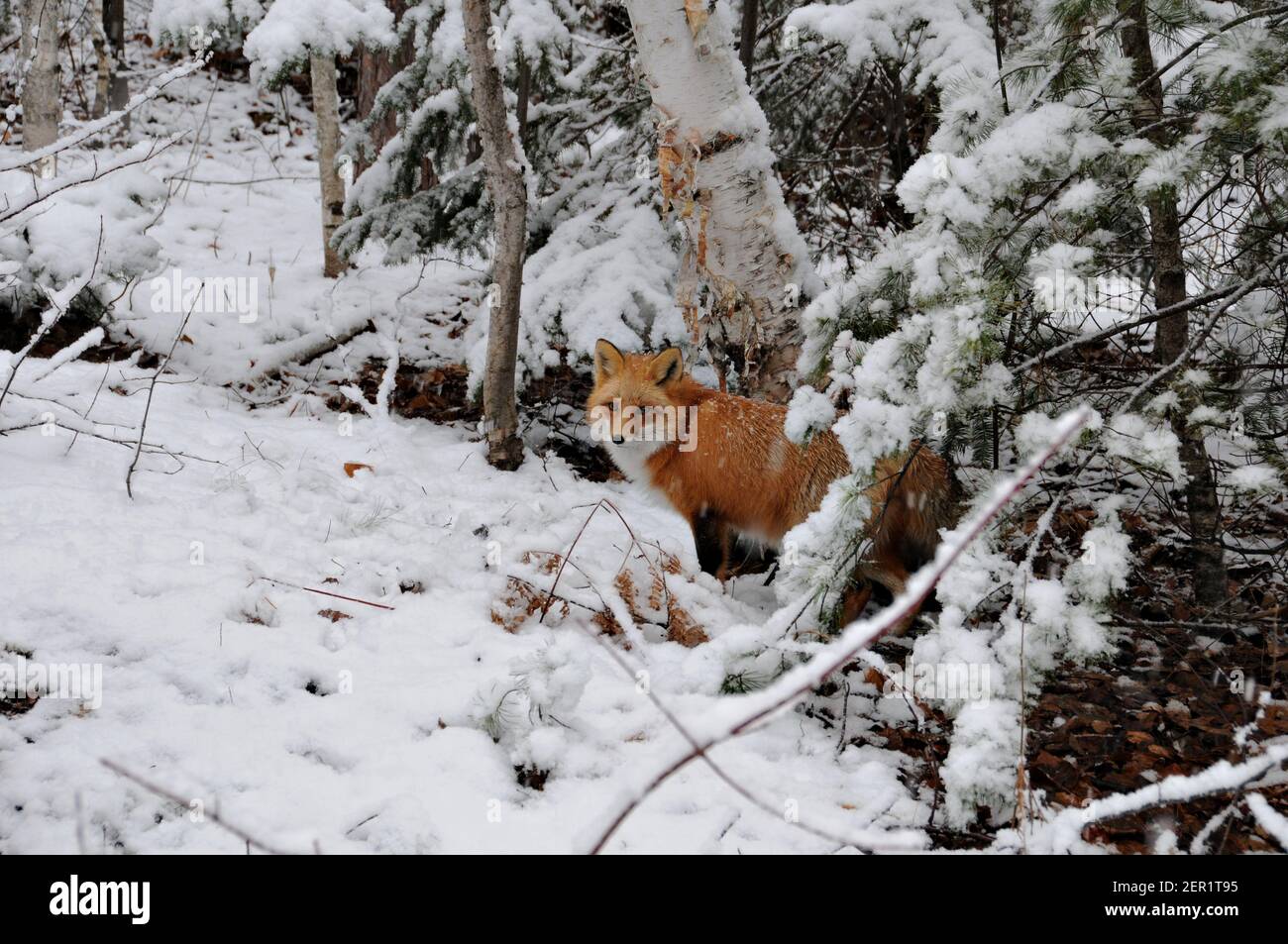 Vista ravvicinata del profilo della volpe rossa nella stagione invernale con sfondo di alberi di betulla nel suo ambiente e habitat. Immagine FOX. Immagine. Verticale. Foto Stock