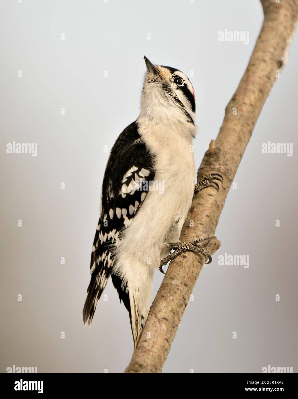 Woodpecker primo piano profilo vista arrampicata ramo albero e mostra piuma precipitare nel suo ambiente e habitat nella foresta con un cielo blu sfocato Foto Stock